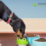 best dog food in India